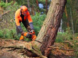 Hennessey, OK Tree Removal Services Company