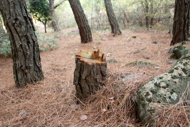 Best Tree and Shrub Care  in Hennessey, OK